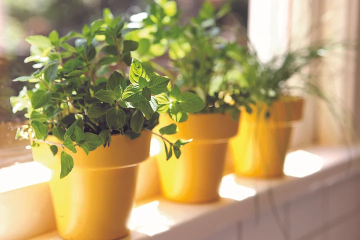 Herb planter in a sunny spot